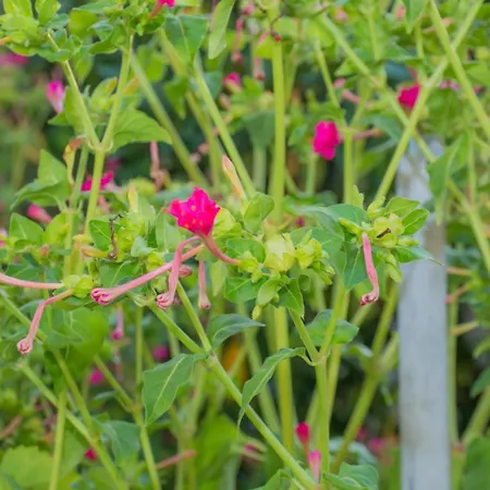 アパート Family House