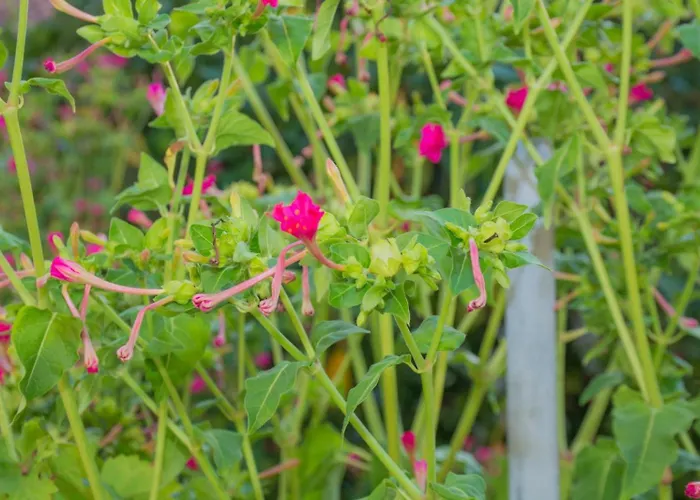 Апартаменты Family House