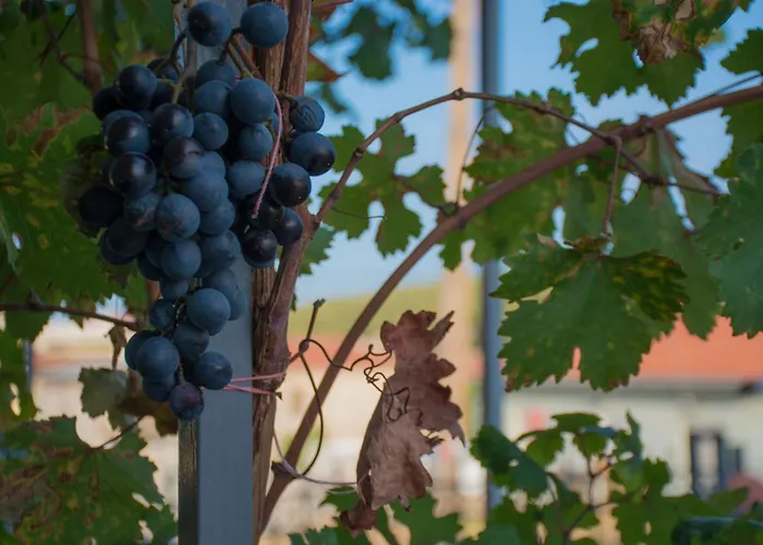 Apartmán Family House *